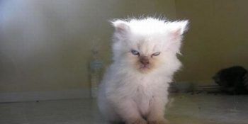 Bulaşmanızı Asla Tavsiye Etmediğimiz, Tersi Çok Pis Olan 16 Öfkeli Kedi