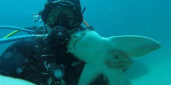 7 Yıldır Yaptığı Her Dalışta Yanına Gelen Köpek Balığı ile Dost Olan Şanslı Dalgıç