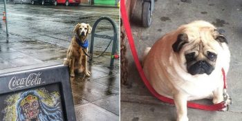 Mağaza Önünde Sahibini Bekleyen Köpeklerin Üzüntülerine Dikkat Çeken Sosyal Medya Hesabı