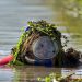Görüp Görebileceğiniz En Kirli Spor: Şnorkelle Bataklık Dalışı