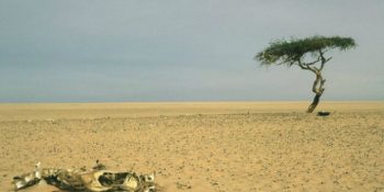 Dünya’nın En Yalnız Ağacı Olan Tenere Ağacı’nın Aşırı Hüzünlü Hikayesi
