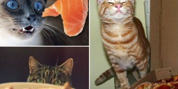 Bakışlarıyla “Bir Lokma da Bize Ver Allahsız” Mesajı Veren 25 Tontiş Hayvan