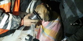 Beykoz’da Düştüğü Sondaj Kuyusunda Günlerce Direnen Yavru Köpeğin Kurtarılma Hikayesi