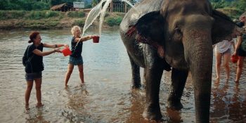 Merhametleri ve Şefkatleriyle Yaralı Filleri İyileştiren Gönüllü Gezginler
