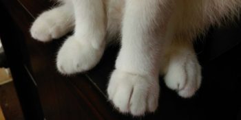 Gününüzü Güzelleştirme Garantisi Veren Birbirinden Patili 15 Fotoğraf