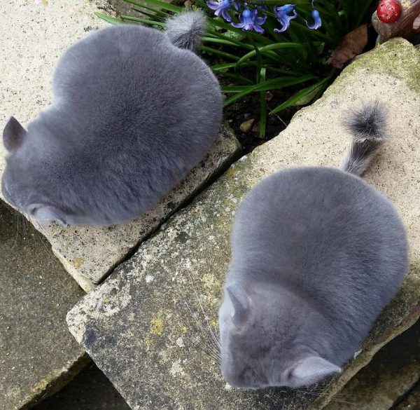 These-Perfectly-round-chinchillas-is-the-cutest-thing-youll-see-today-58ad58eb3a67b__700-1
