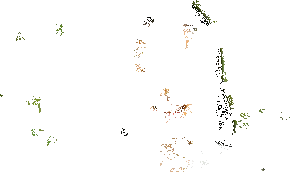 acnea