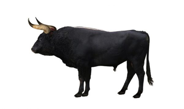 aurochs-yaban-okuzu