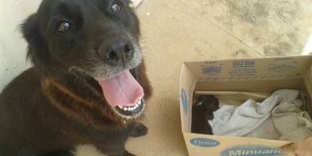 Çöplerin Arasından Yavrusunu Bulup Kurtaran Süper Köpüş Anne