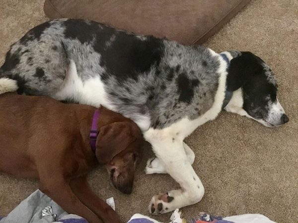 dogs-adopted-together-lucy-sully-4