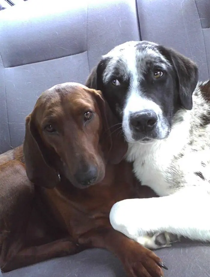 dogs-adopted-together-lucy-sully-7-1