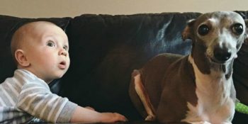 Bebek Sevgisiyle Yaralarını Sarıp, Beklenmedik Şekilde Yeniden Havlamayı Başaran Köpek Weezy