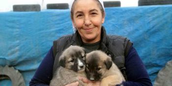 Elazığ’da Hayvanseverlerin Gönderdiği 1 Ton Mama ile Açlıktan Kurtulan Minnoş Köpekler