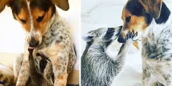 Birlikte Büyüyüp Sevgi Yumağı Olan 17 Farklı Hayvanın Bakmaya Doyulmaz Fotoğrafları