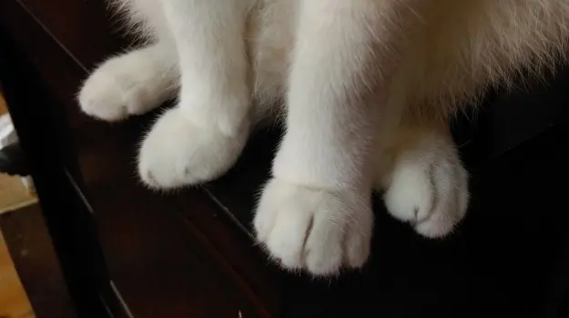 kedi-patisi-2