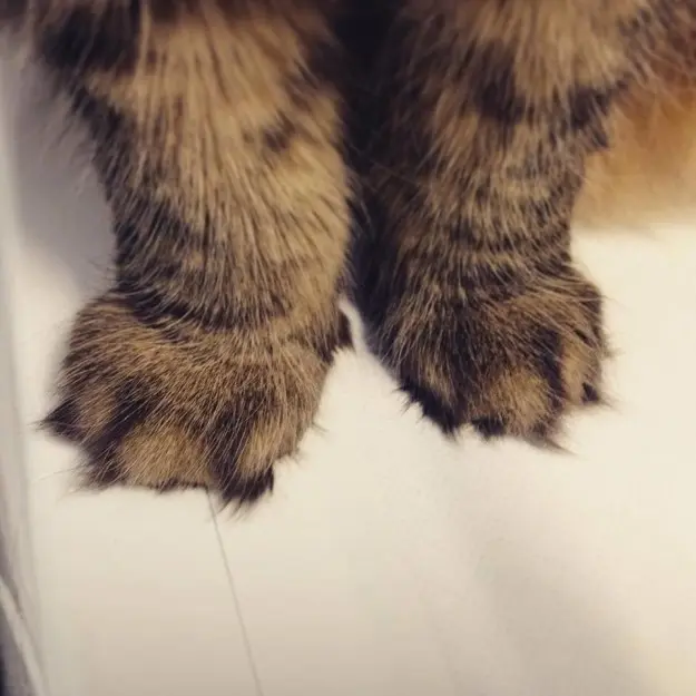 kedi-patisi-3