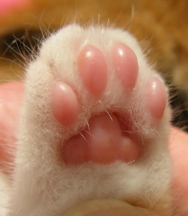 kedi-patisi-4