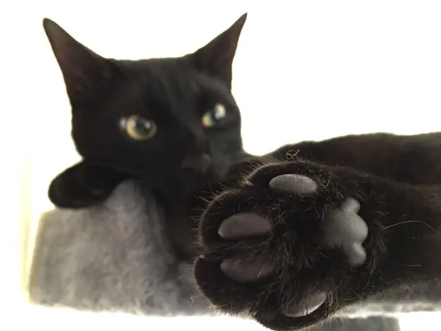 kedi-patisi-5