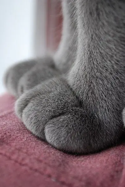 kedi-patisi