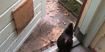 Kaybolan Tavuğuna Dünyanın En Masum Sürprizini Yapan Adamın Gülümseten Davranışı