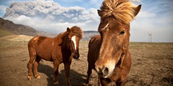 Yılın En Hit Albüm Kapaklarını Süsleyen Hayvanlardan  20 Karizmatik Poz