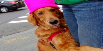 Sevgililer Gününde Yalnızlara Sarılarak Sevgisini Gösteren Tontiş Ötesi Golden Cinsi Köpek