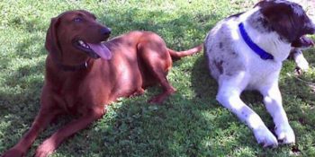En Yakın Arkadaşı Olmadan Sahiplenilmeyi Reddeden Sevimli Köpek ve Hikayesi