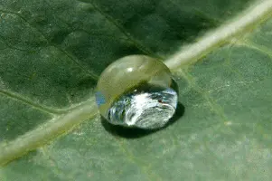 moisture-face