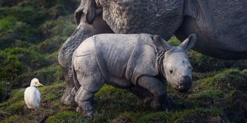 Kaçak Avcıları Öldürmek Pahasına Gergedanları Koruyan Milli Park Muhafızları
