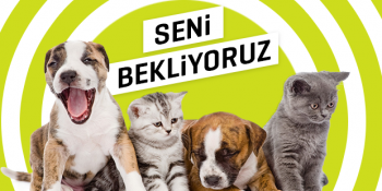 ListeList Hayvansever’e Hemen İş Başvurusu Yapmanız İçin 11 Neden