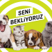 ListeList Hayvansever’e Hemen İş Başvurusu Yapmanız İçin 11 Neden