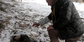 Uludağ’da Kar Altında Birbirine Sarılı Şekilde Donarak Ölen Köpek Yavruları