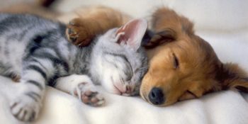 Kedi ve Köpeklerin Farklı Dünyalara Ait Olduğunu Gösteren 13 Şirin Durum