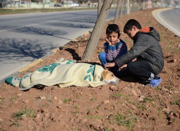refugee-boy-helps-injured-stray-dog-turkey-3-58afe3ffd47c9__880