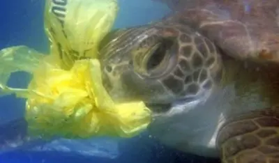 save-the-sea-turtles-e1385450811998
