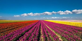 Konya’nın Masal Diyarlarına Taş Çıkartacak Güzellikteki Lale Bahçeleri