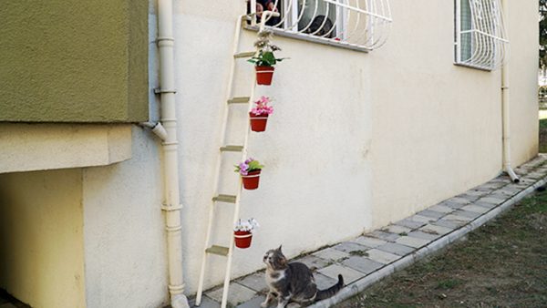 woman-builds-stray-cat-ladder-turkey-photo11-58b400dacc397__700