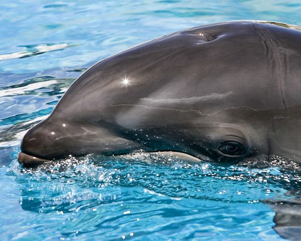15-wholphin