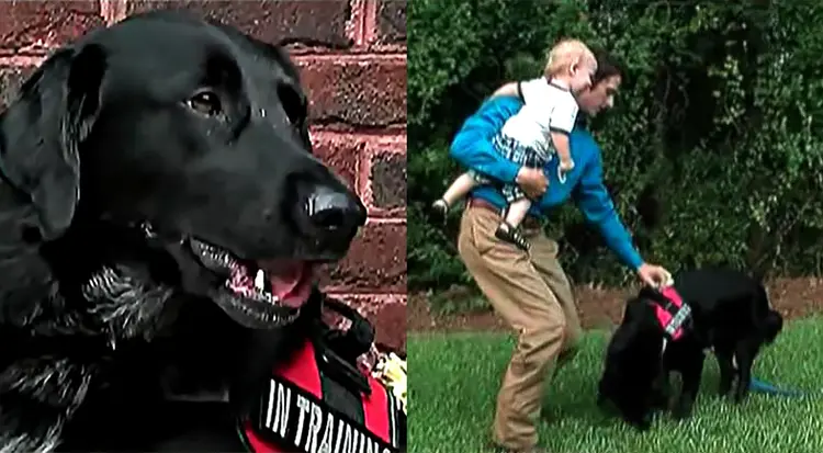 15b-Monster-babysitter-hero-dog-Benjamin-carrying-toddler-Finn-Jordan-Killian