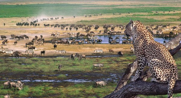 23-Serengeti