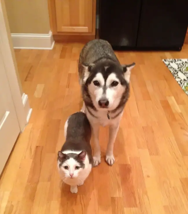 6744610-brother-from-another-mother-similar-animals-13-578629b08610e__605-1468827925-650-7afd8ecbae-1484149443