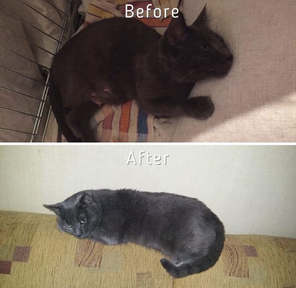 A-girl-from-Latvia-rescued-more-than-350-homeless-cats-during-last-2-years-58bd3776b3c05__700