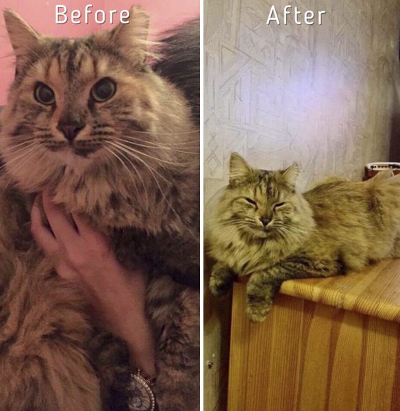 A-girl-from-Latvia-rescued-more-than-350-homeless-cats-during-last-2-years-58bd377d54903__700
