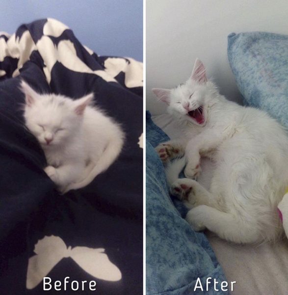 A-girl-from-Latvia-rescued-more-than-350-homeless-cats-during-last-2-years-58bd37953a860__700