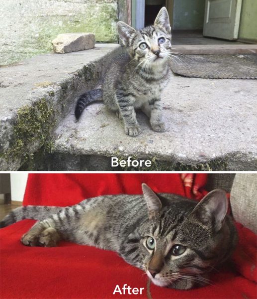 A-girl-from-Latvia-rescued-more-than-350-homeless-cats-during-last-2-years-58bd395933d8e__700