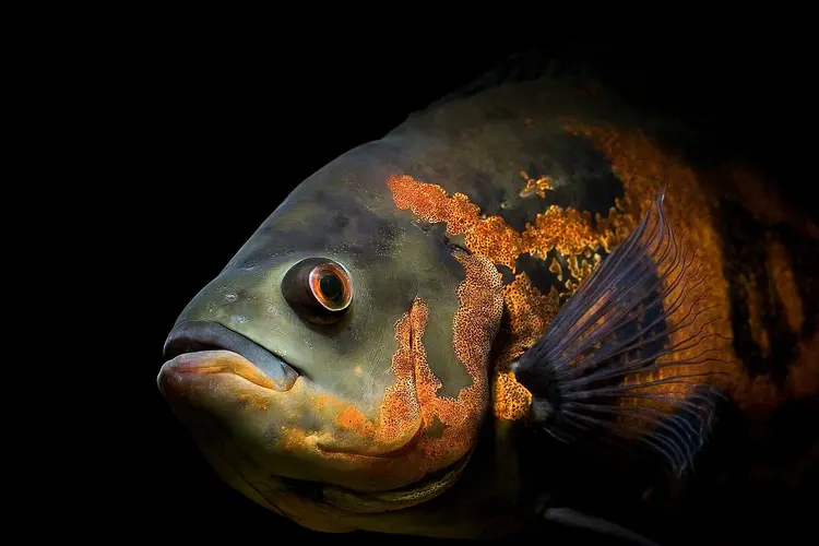 Astronotus_ocellatus