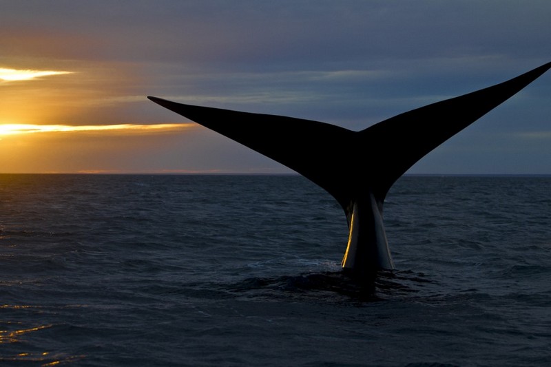 En-sessiz-sakin-5-destinasyon-patagonya-balina