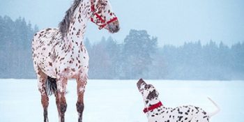 İkiz Gibi Benzer Hayvanların Birlikte Verdikleri 13 Minnoş Poz