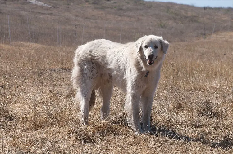 akbaş