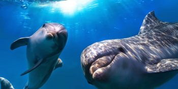 Sevimli, Zeki ve Oyuncu Varlıklar, Yunuslarla İlgili Bilmek İsteyebileceğimiz 22 Gerçek